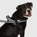 Re-Direct Harness